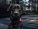Фонарь для собак Orbiloc Dog Dual Signal Colours, красный в Новороссийске