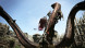 Игра Dragon&amp;#039;s Dogma: Dark Arisen [Nintendo Switch, английская версия] в Новороссийске